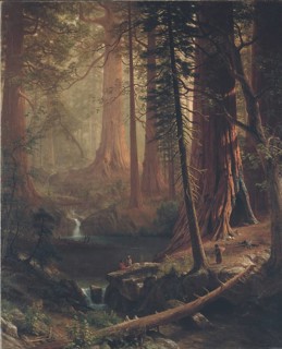 Oil painting by Albert Bierstadt depicting the redwood trees (Sequoiadendron giganteum) in