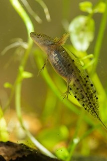 Great crested newt, crested newt, northern crested newt, Triturus cristatus, amphibians,