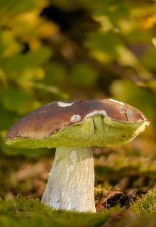 Boletus aereus, bronze bolete, black-headed porcini mushroom, bronze bolete, dark cep, fungi,