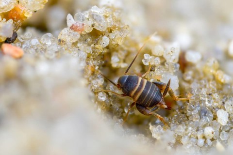 Ant crickets, common ant cricket, myrmecophila acervorum, crickets, grasshoppers, insects, insects