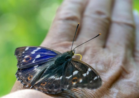 Apatura ilia, small Schiller butterfly, Lesser purple emperor, butterfly, hand, insects,