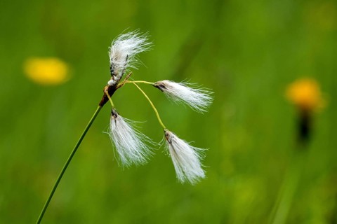 Common cottongrass (Eriophorum angustifolium), in flower, close-up, Fellhorn, Oberstdorf,
