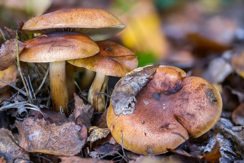Aspen Knight, deciduous forest greenling, tricholoma frondosae, fungi, fungi, mushrooms