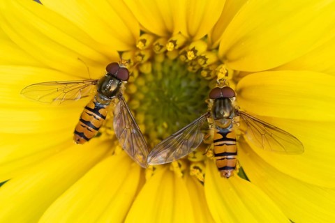 Common hoverfly (Eupeodes corollae) two adult insects feeding on a Sunflower flower in summer,