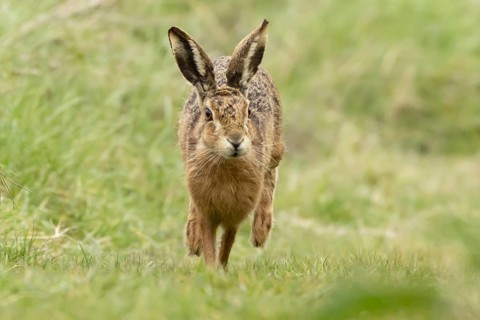 European brown hare (Lepus europaeus) adult animal running in grassland, England, United Kingdom