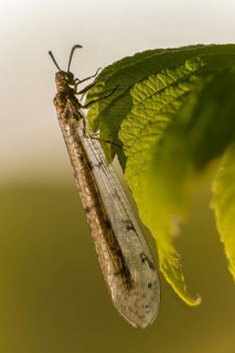 Antmaids, Euroleon Nostras, spotted winged ant maid, Myrmeleontidae, Neuroptera, Suffolk Antlion,