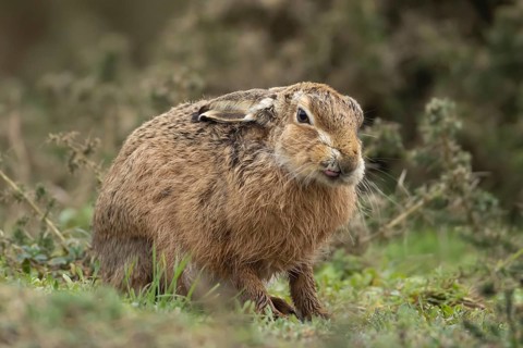 European brown hare (Lepus europaeus) adult animal in grassland, England, United Kingdom