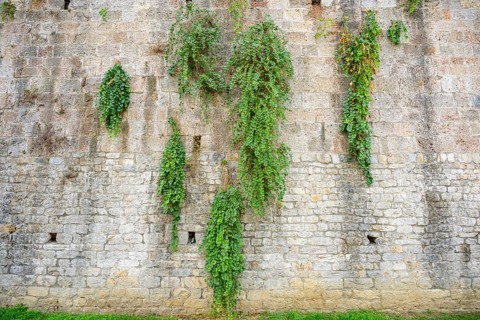 Caper bushes (Capparis spinosa) growing at the walls next to Pisa tower, Tuscany, UNESCO World