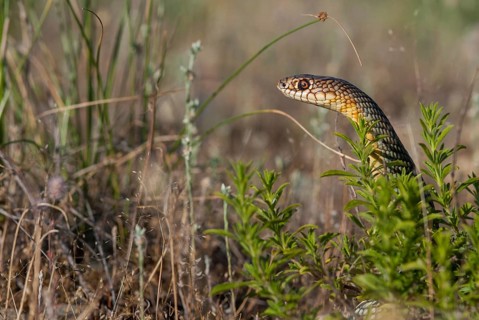 Dolichophis Caspius, European Whip Snake, Caspian Snake, Caspian Snake, Caspian Wrath Snake,