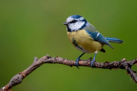 Blue tit, parus caeruleus, birds, tits, passeri, songbirds, songbirds, tits, birds