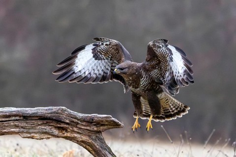A common buzzard spreads its wings in flight as it approaches a tree stump, a common buzzard (Buteo