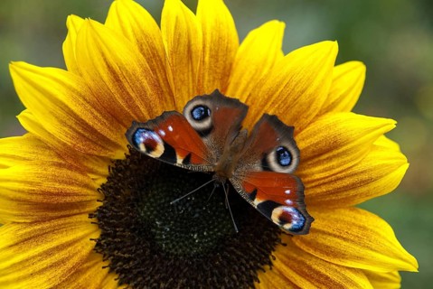 Aglais io, Inachis io, Nymphalis io, peacock, peacock, butterfly, garden, insects, butterfly,