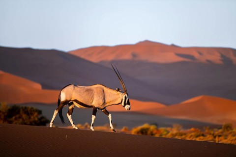 Oryx gazella, oryx antelope walking in front of the red sand dunes of the Namib Desert, Sossusvlei