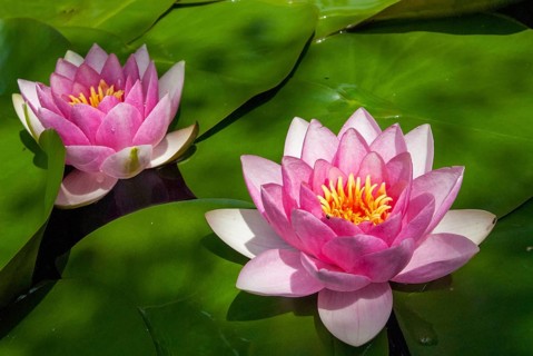 European white water lily, nymphaea alba, nymphaeaceae, water lily, white water lily, flora,
