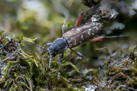 Aspen zebra beetle, cerambycidae, dark woodpiper, gray aspen buck, wood wasp, xylotrechus rusticus,