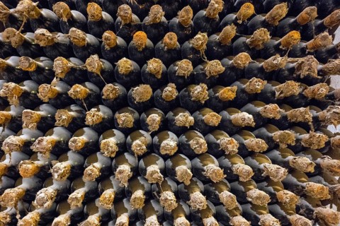 Close-up of stacks of wine bottles with corks showing symmetry and textures in an old cellar, wine