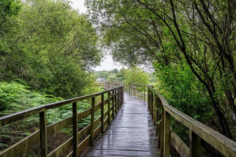 An inviting wooden walkway snakes through a lush, green tunnel and moor landscape near Carnac. The
