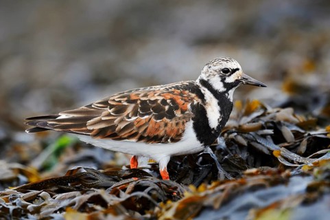 Turnstone (Arenaria interpres), North Holland, Netherlands
