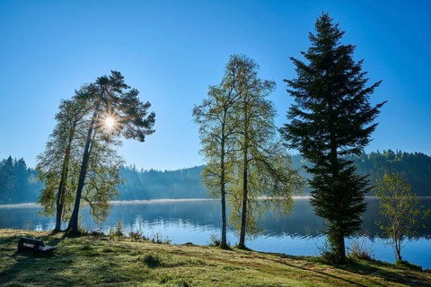 Morning light shines through treetops on a quiet lake with shore grasses, Windgfällweiher,