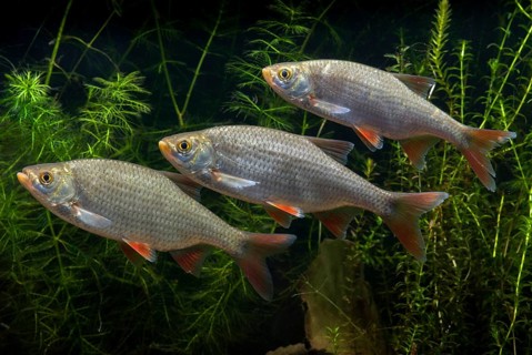 Red lead, rudd, rubella, scardinius erythrophthalmus, fake roach, fish, fishes, pisces
