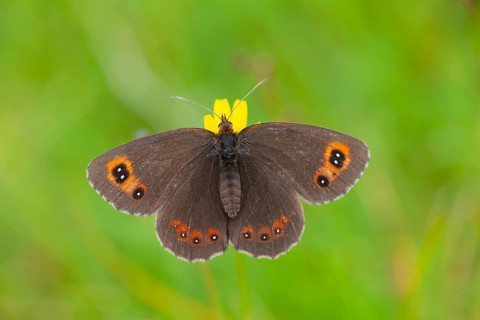 Scots argus butterfly (Erebia aethiops) adult insect on a yellow flower in summer, Scotland, United