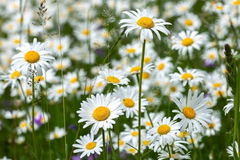 Asteraceae, daisy, leucanthemum vulgare, daisy, flower meadow, blooming meadow, dog daisy, flora,