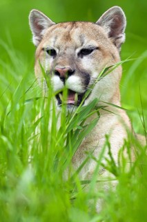 Cougar (Felis concolor), Minnesota, USA. A Cougar lies in the tall green grass and looks relaxed