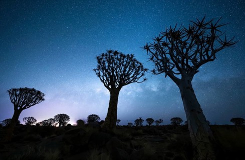 Quiver trees (Aloe dichotoma), night shot with starry sky, quiver tree forest in Garaspark near