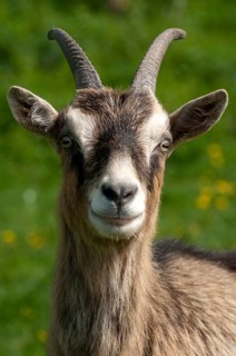 Artiodactyla, Capra aegagrus hircus, even-toed ungulate, domestic goat, cloven-hoofed, domesticated