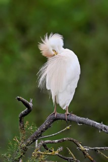 Cattle egret (Bubulcus ibis), perched on a branch, Camargue, southern France, France