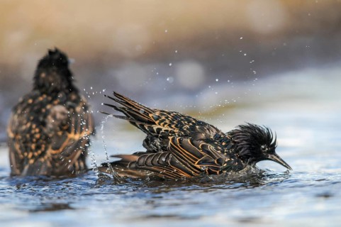 Star, Starling, Sturnus Vulgaris, Bath, Birds, Passeri, Songbirds, Potions, Birds, Watering Place