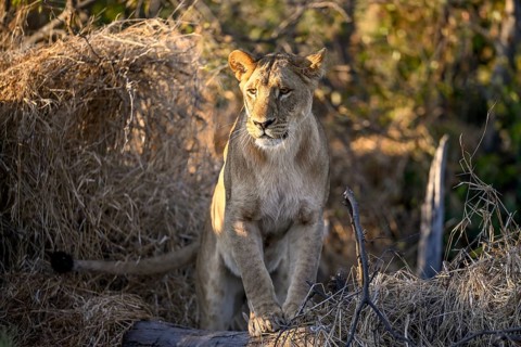 Lioness (Panthera leo) near Atzaró Camp, Okavango Delta, North-West District, Botswana