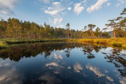 Cloud reflection in a moor lake, Knuthöjdsmossen Nature Reserve, Västmanland, Sweden, July 2018