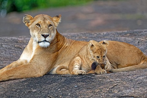 Lioness (Panthera leo) with her cub, Maasai Mara Wildlife Reserve, Kenya