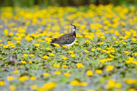 Lapwing (Vanellus vanellus) Hungary