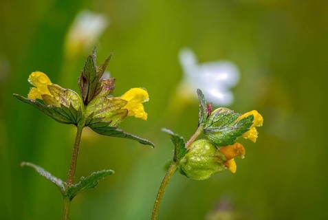 Brownwort family, small rattlespot, rhinanthus minor, scrophulariaceae, cockscomb, flora,