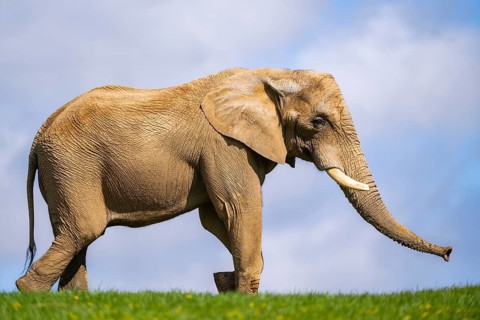 African bush elephant (Loxodonta africana) on a meadow, captive, distribution Afrika