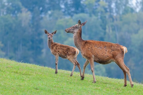 A female red deer (Cervus elaphus) and her calf are standing in a meadow in hilly terrain. A forest