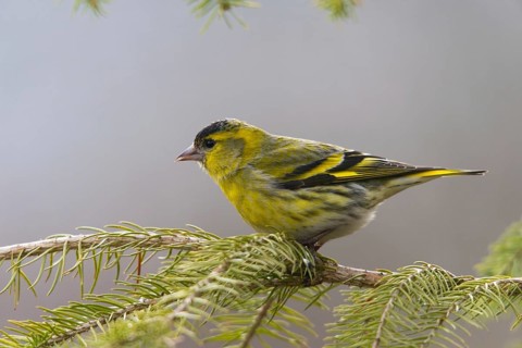 Carduelis spinus, siskin, spinus spinus, siskin, birds, male, passeri, songbirds, birds