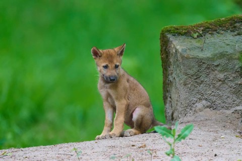 A puppy is sitting next to a moss-covered stone on sandy ground in a green setting, wolf (Canis