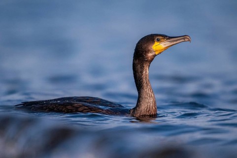 Black shag, cormorant, phalacrocorax carbo, birds, pelecaniforms, ropedes, birds, waterbirds,