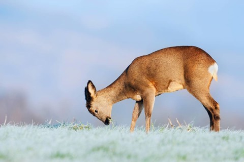 European roe deer (Capreolus capreolus), doe standing in a meadow with hoarfrost and eating, Lower