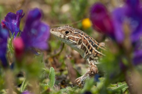 Acanthodactylus erythrurus, European fringe finger, spiny-footed lizard, critters, lizards,