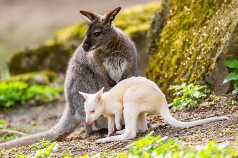 White Tammar wallaby (Macropus eugenii), albino, mother with her youngster on the ground in spring,