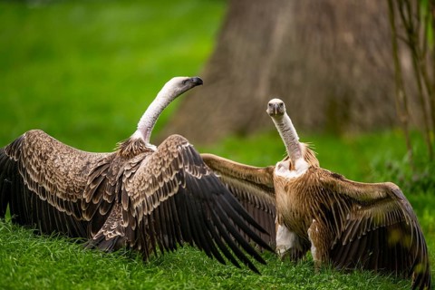 Griffon Vultures (Gyps fulvus) arguing with each other on a meadow in spring, bavaria, Germany