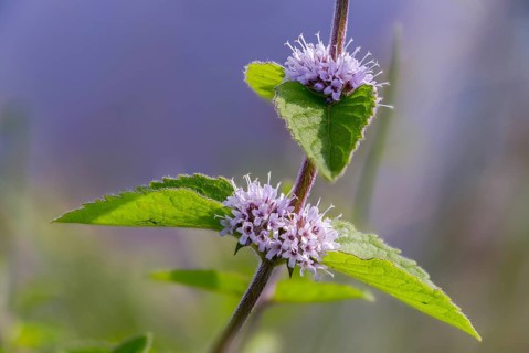 Lamiaceae, mint, mentha aquatica, water mint, water mint, flora, mint, plants