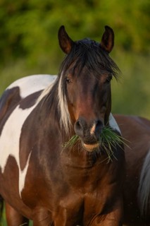 A brown horse with a white spot is standing in a field on a sunny day. He eats grass as he looks