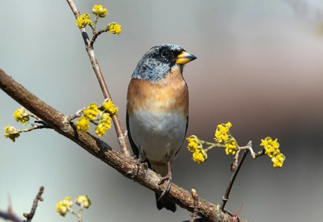 Mountain finch, brambling, fringilla montifringilla, birds, passeri, songbirds, birds