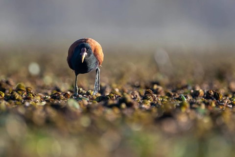 A red-fronted jacana (Jacana jacana) wades through aquatic plants on a lake, Buenos Aires,
