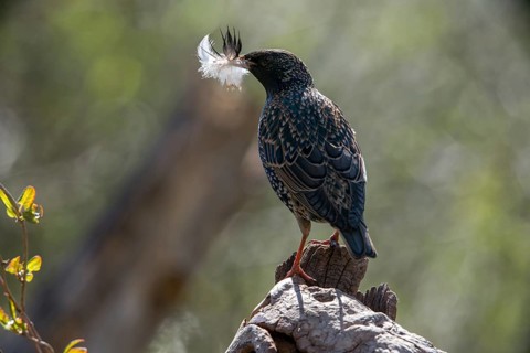 Star, Starling, Sturnus Vulgaris, Birds, Feather, Nest Building, Passeri, Songbirds, Birds